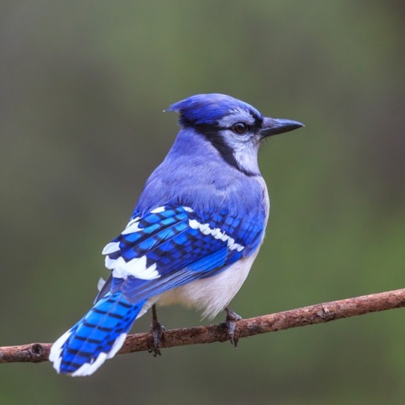blujaybird